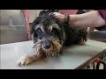 Stray dog in poor condition taking probably her first bath ever! What a transformation!!!