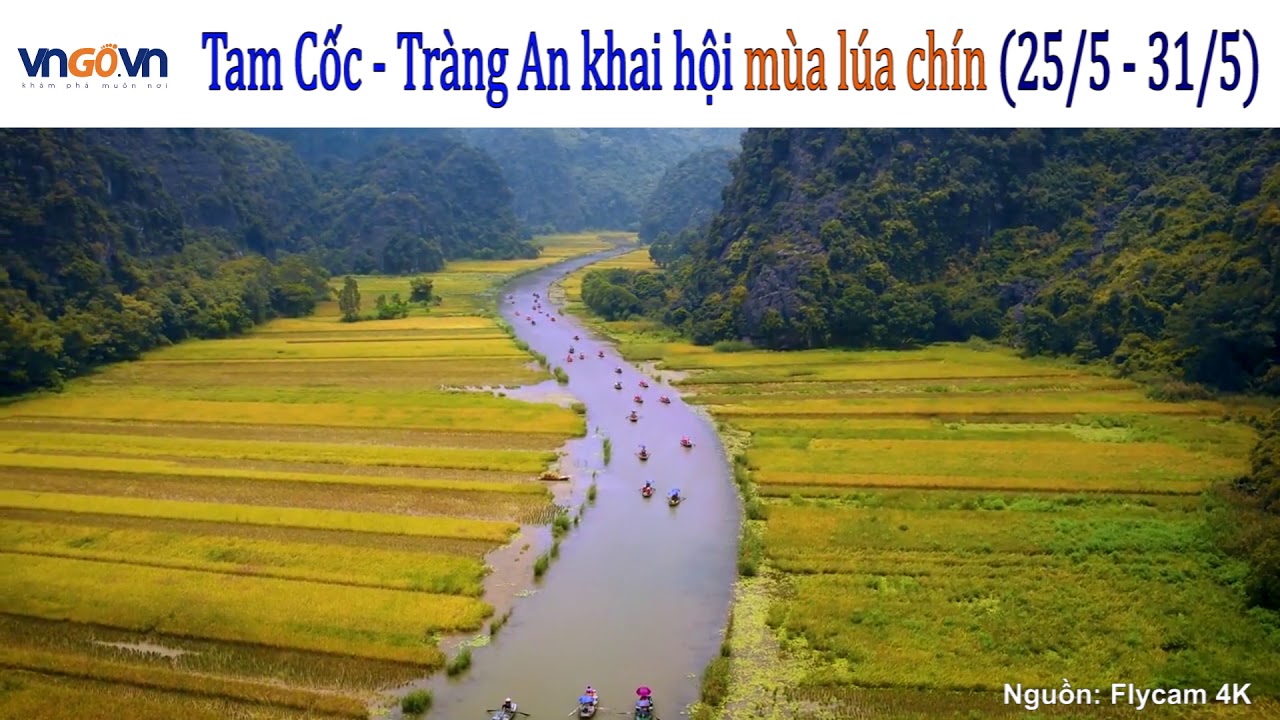 ninh bình mùa lúa chín New Update Khai hội mùa lúa chín Ninh Bình (25/5 - 31/5)