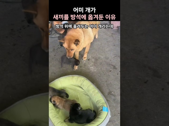 어미 개가 새끼를 방석에 옮겨 둔 이유