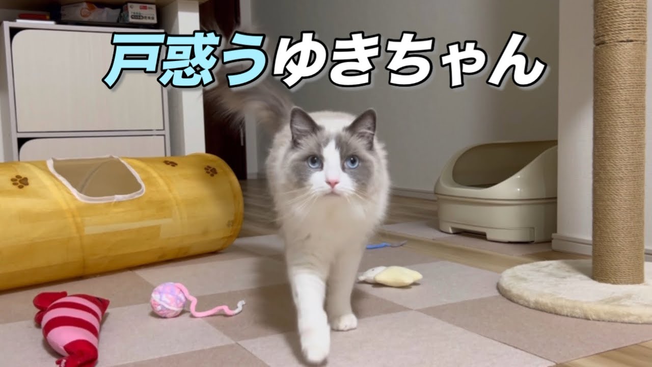 模様替えに戸惑う猫/Confused Cat After a Change