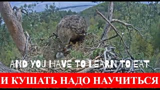 И кушать надо научиться🐥🐠🦅And you have to learn to eat🌲Камычи•02.05.2024