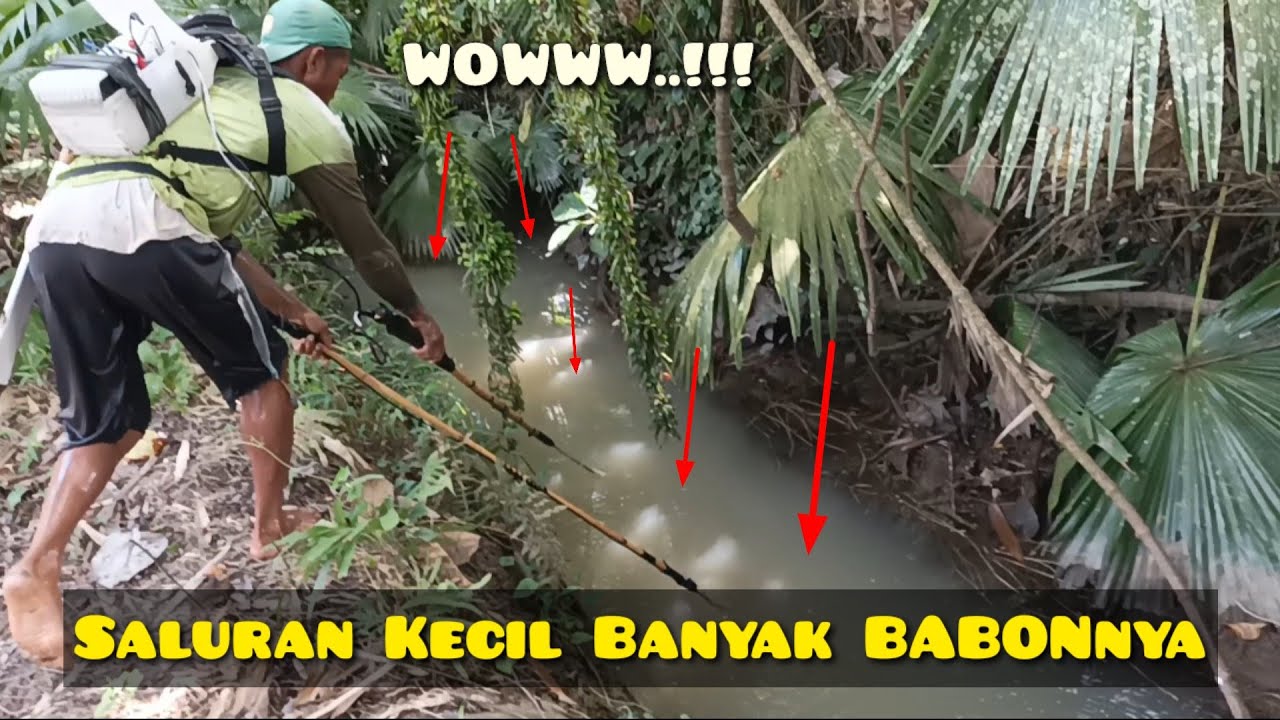 Setrum Ikan Di Saluran Kecil Banyak Babonnya | Sejuta Petualangan | Nonton  Juga Video 