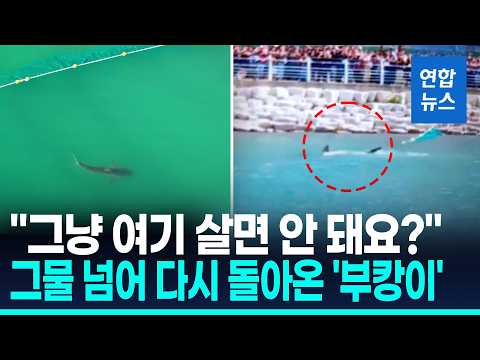 '부캉이' 하루 만에 그물 넘어 수로 안으로…"움직임 주시" / 연합뉴스 (Yonhapnews)