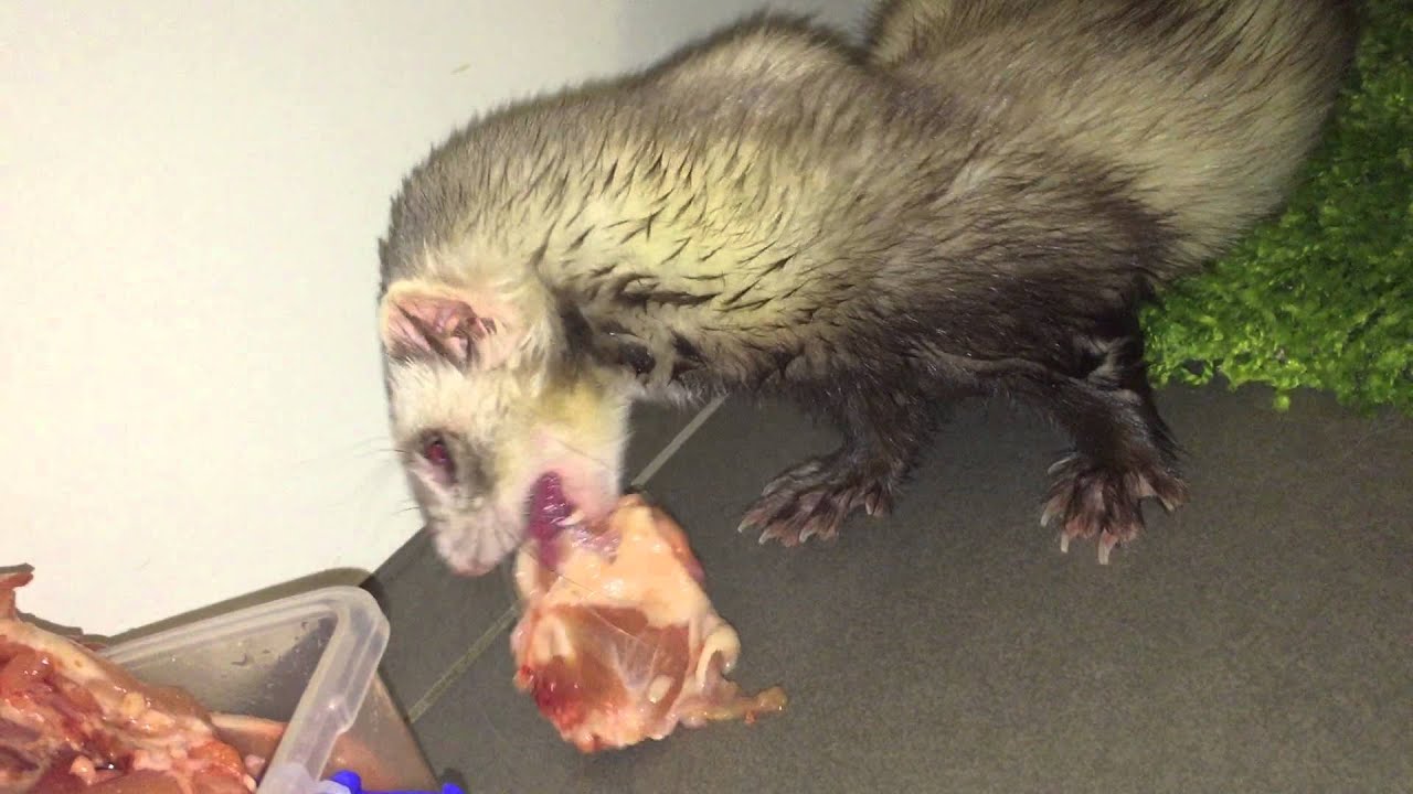 raw meat for ferrets
