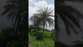 Tumi Amar Asha #hindisong