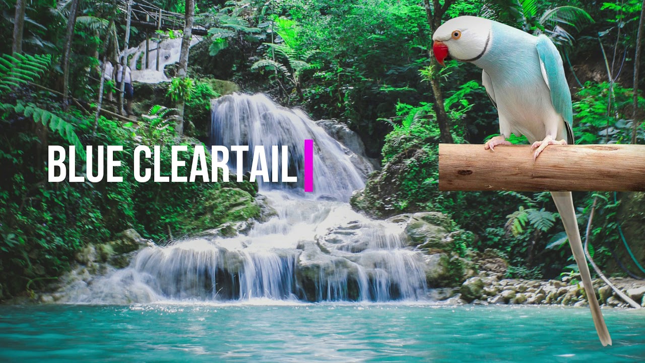 Ringtail Mutation Cleartail Indian Ringneck mutation - YouTube
