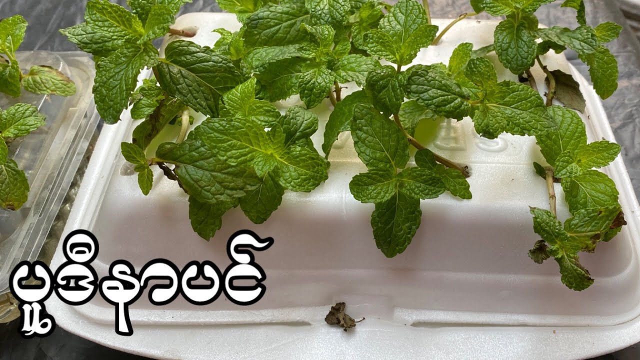 တခါသုံးဘူးလေးတွေနဲ့ပူဒီနာပင်စိုက်ကြမယ်