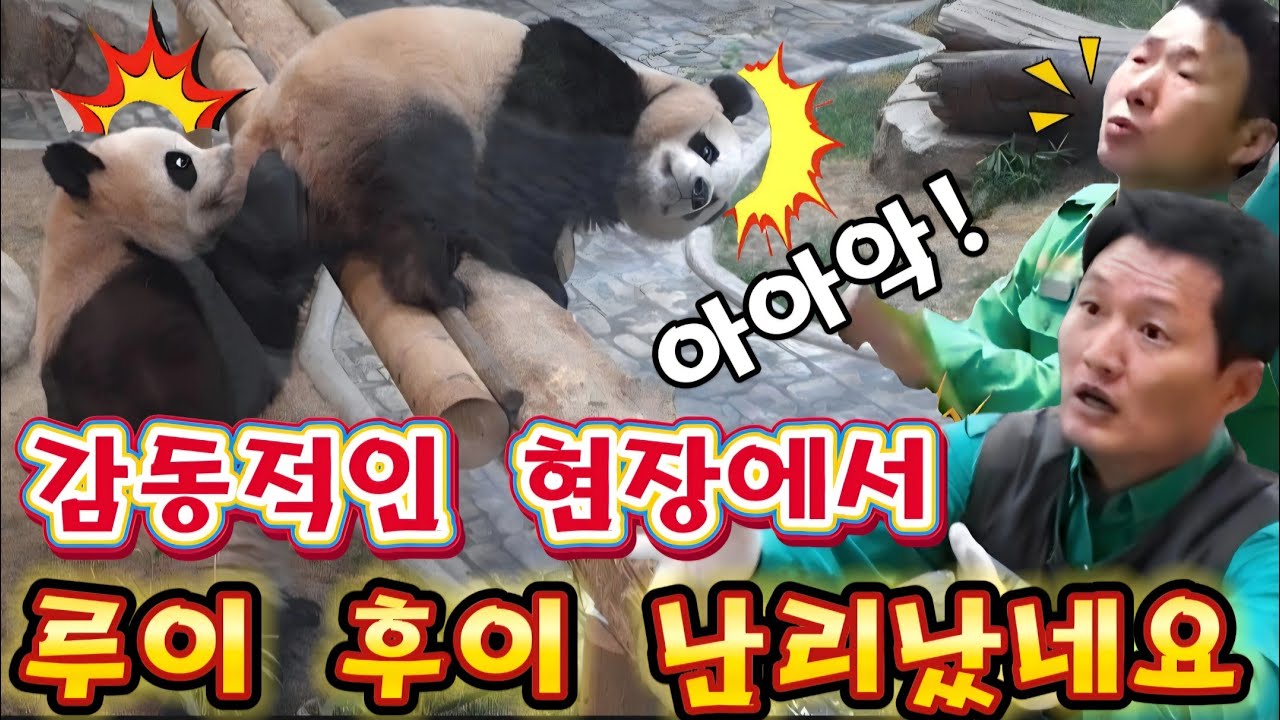 에버랜드 판다월드 💢 1월18일 루이 후이 실내에서 신나게 난동을 부리고 놀고있어요 !!