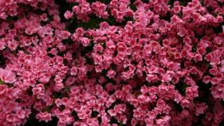 حصن المسلم   |   Hisnul Muslim Part 12  |  ሒስኑል ሙስሊም screenshot 5