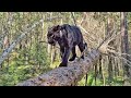 🥇 Luna The Panther conquers new heights 🌴 Say goodbye to summer