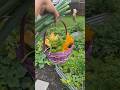 Cosecha de mi huerta #fyp #huertaencasa #jardin #cosecha