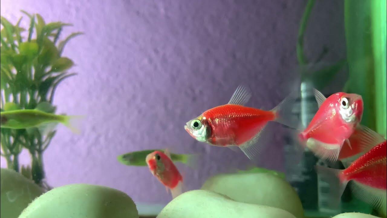 aquarium widow tetra fish without oxygen pump YouTube