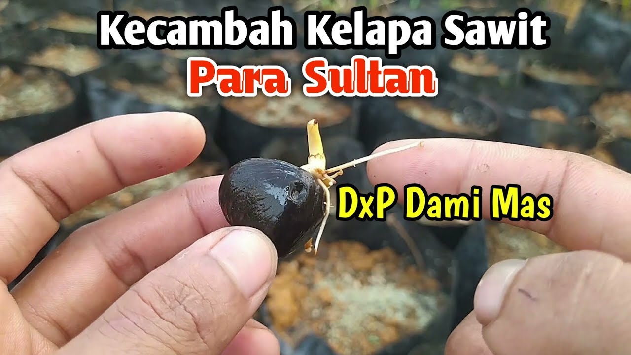 Kecambah Kelapa Sawit DAMI MAS dan Teknis Penanamannya || Cara Penanaman Kecambah Kelapa Sawit