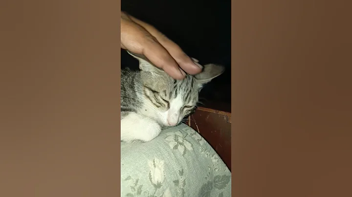 Video 11437841: british shorthair cat meowing, cat funny love