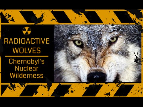 Mutant Wolves Of Chernobyl - Radioactive Mutations - Full Documentary