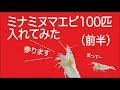 ミナミヌマエビ100匹投入してみた！！