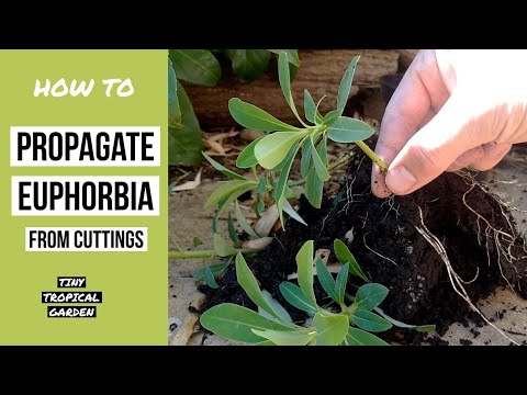 How to propagate Euphorbia from cuttings
