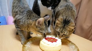【クリスマスパーティー】猫たちのケーキの食べ方が贅沢すぎるｗ