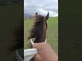 Horse riding  Вольный аул. конные прогулки