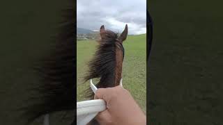 Horse riding  Вольный аул. конные прогулки