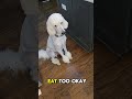 Stop Begging! This is mine! #doodle #poodle #havenese #funny #pets #music