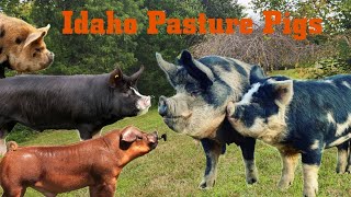 Idaho Pasture Pigs - our experience piglets to Butcher by Smoky Mountain Homestead 14,957 views 7 months ago 28 minutes