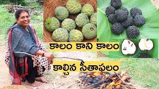 Farm Fresh Custard Apple Baking and Eating/ Village style cooking in Hyderabad/కాల్చిన సీతాఫలం