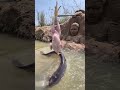 Big Monster Fish hunting By Hands Fish Trap