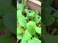 家庭菜園カイランネギ #garden #plants