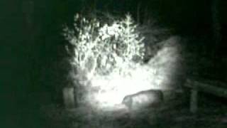 BIGFOOT SURVEILANCE FOOTAGE 30MARCH2011.wmv