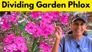 How To Divide Tall Garden Phlox Phlox Paniculata