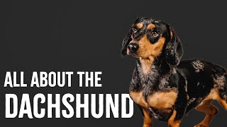 All About The Dachshund