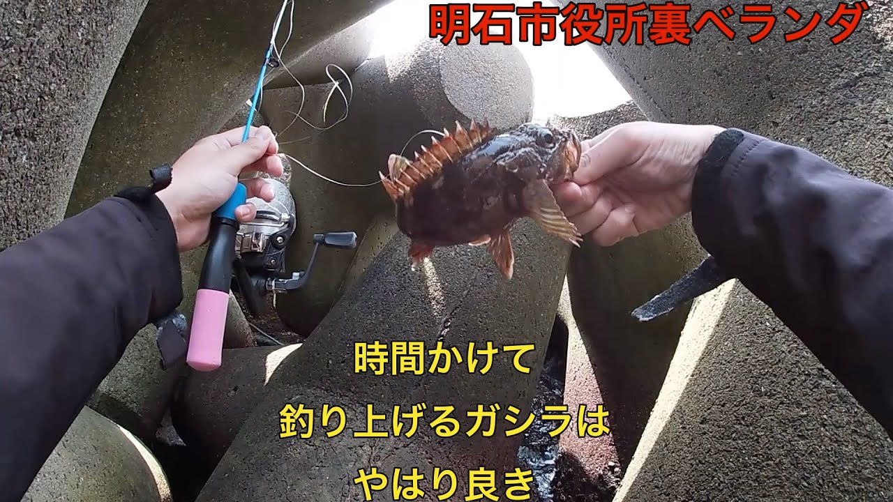 [穴釣り]明石市役所裏ベランダ　時間かけて釣り上げるガシラはやはり良き