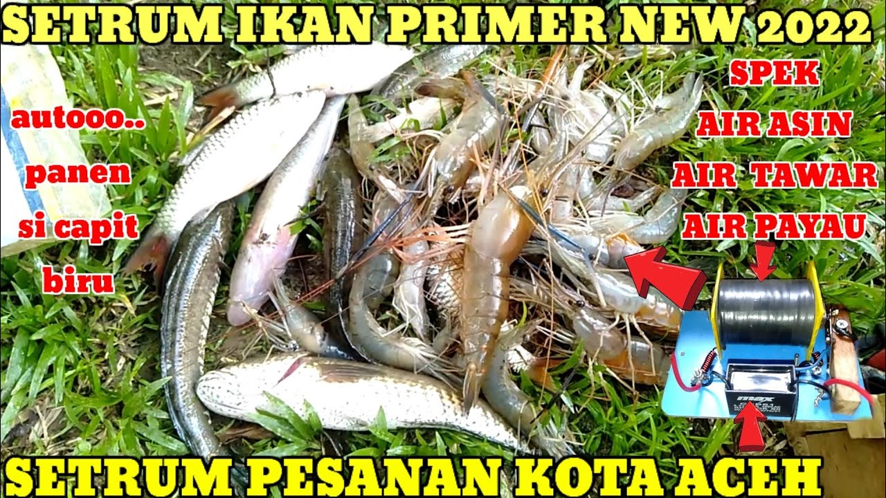 SETRUM IKAN TIPE PRIMER TERBARU 2022 AIR ASIN DAN. AIR TAWAR