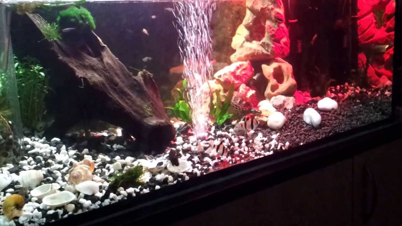 żółw żótolicy, cumberland turtle,trachemys scripta troostii