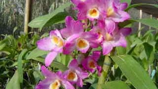 Orquídea Olho de Boneca - Dendrobium nobile | Dendróbio