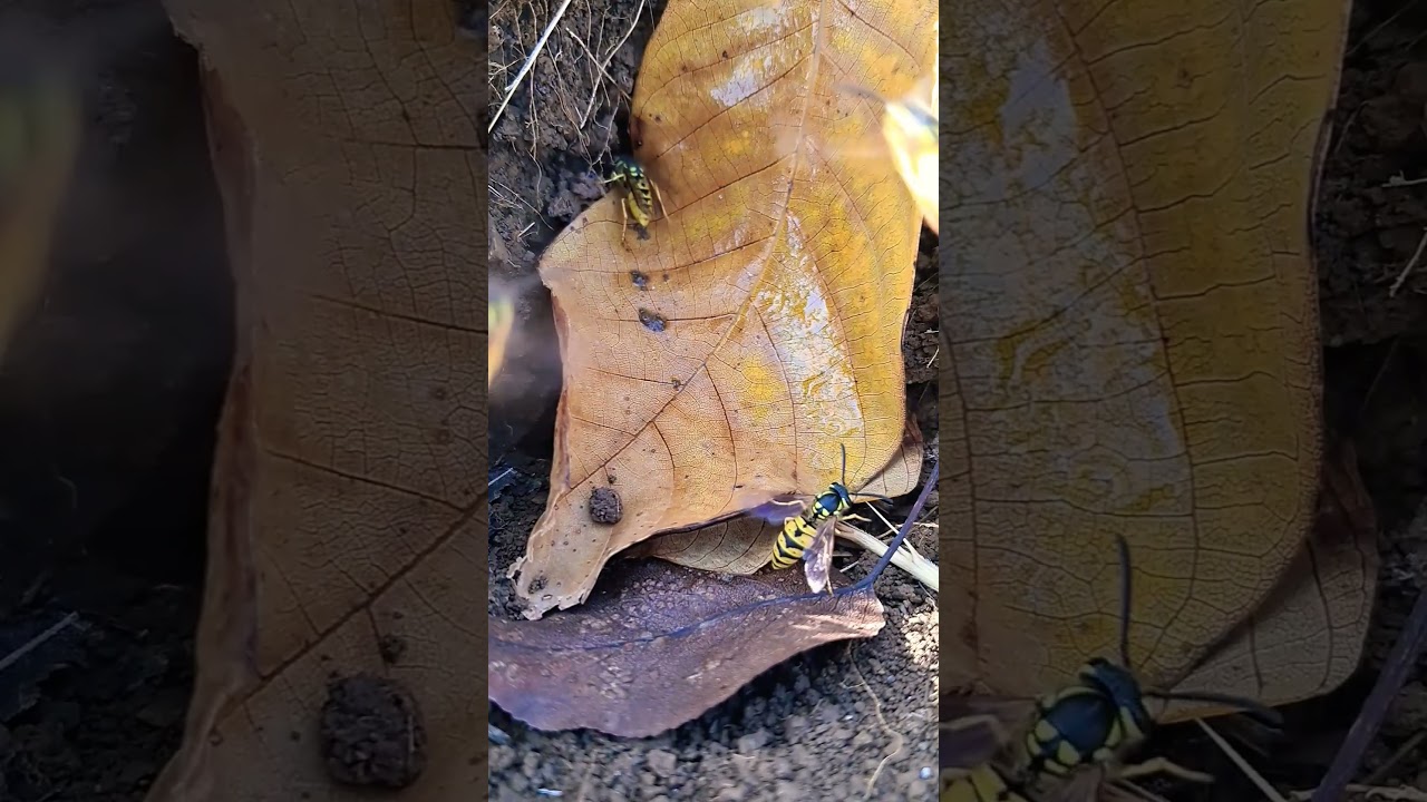 Autumn bee: dances from leaves to honey!