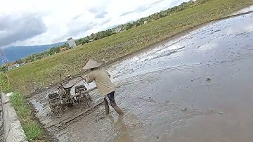 The process of leveling rice fields using a rice fields tractor machine part5