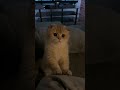 Adorable Kittens That Will Melt You 🐱💕 #cat #cute #cats #kitten
