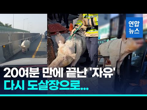 도살장 실려가던 돼지 도로에 뚝…20여분 만에 다시 붙잡혀 / 연합뉴스 (Yonhapnews)