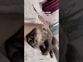 #catdad #catdaddy #catfather #catshorts #cutecats #cutecat #cutekittenvideos #catvideos #catlovers