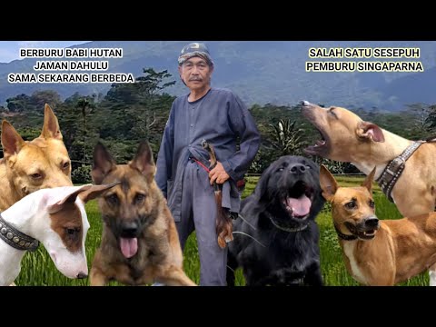 Video: Berapa banyak anjing pemburu yang dimiliki Artemis?