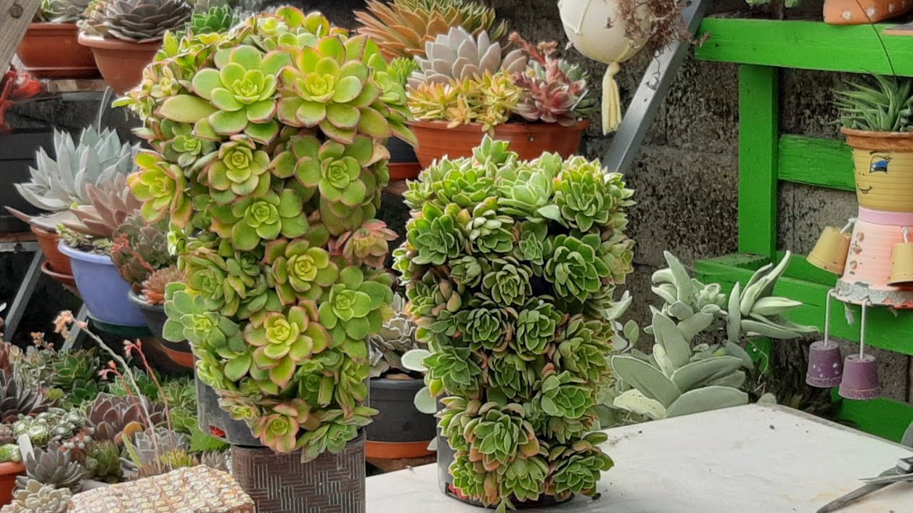 TRANSFORMANDO SIMPLES VASOS ENCONTRADOS NA RUA EM  LINDOS ARRANJOS VERTICAIS DE SUCULENTAS.