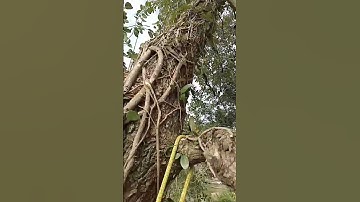 Crane assist.#treeclimbing #treeremoval #treeremovalexperts #treework #treesurgeon #treeclimberlife