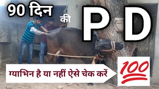 गाभिन गाय भैंस को कैसे चेक करें pregnancy diagnosis in cattle buffalo/ p d in cow buffalo