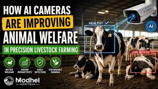 How AI Cameras Are Improving Animal Welfare in Precision Livestock Farming