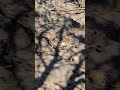 Die niedlichen Bergziegen genießen das warme Wetter
