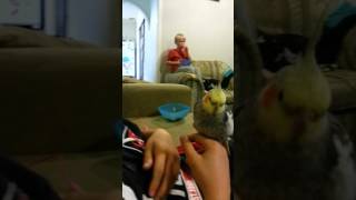 The cutest cockatiel sneezes you will ever see