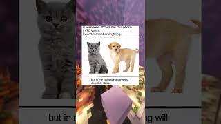 Dog Memes