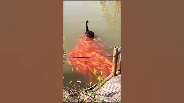 الاوزه السوداء تطعم الاسماك Black Goose Feeds Fish 